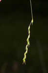 White edge sedge